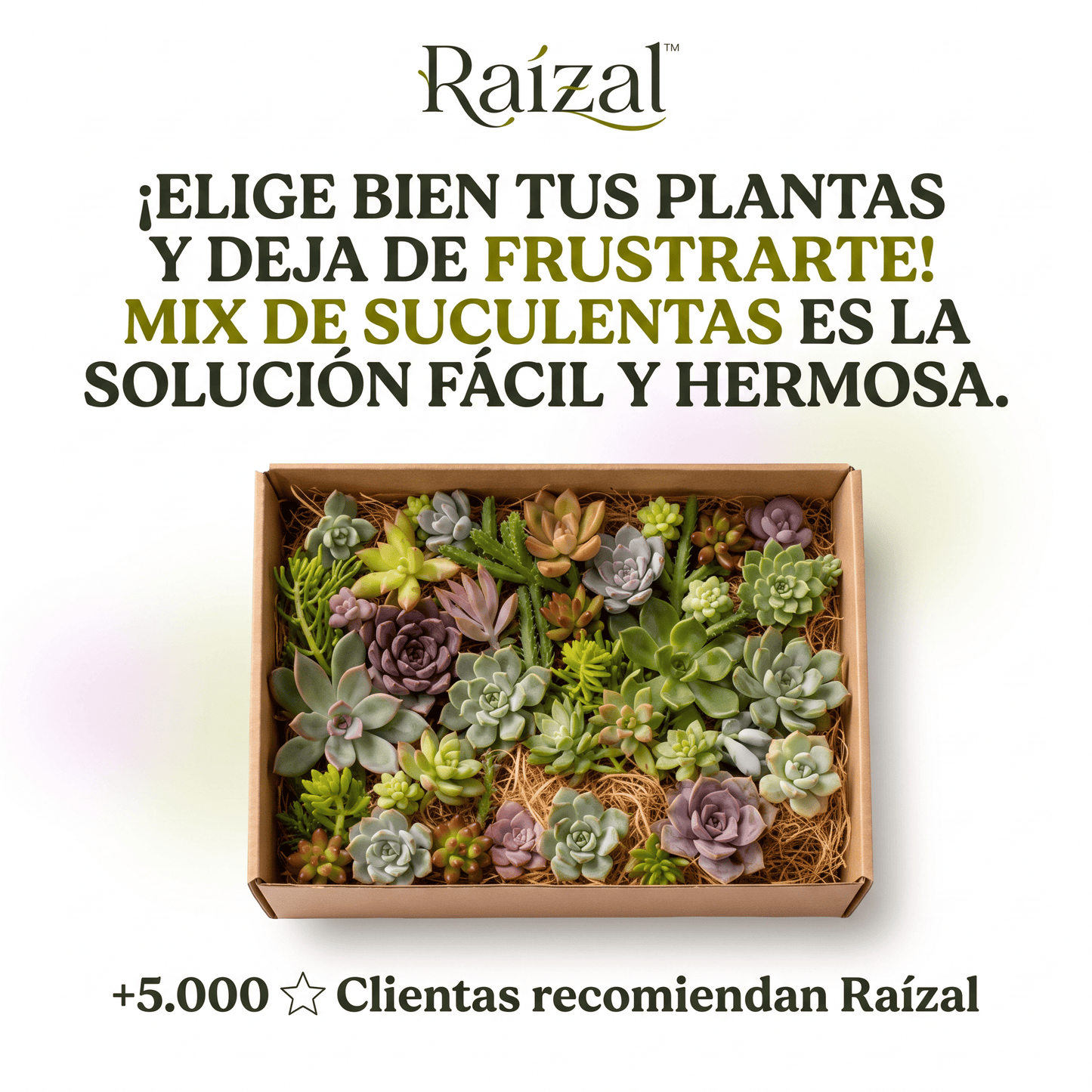 Raízal™ Mix de Esquejes de Suculentas Vivas