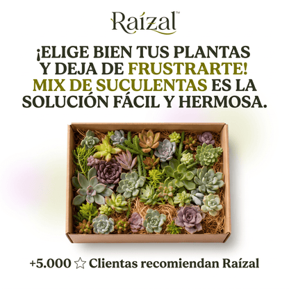 Raízal™ Mix de Esquejes de Suculentas Vivas