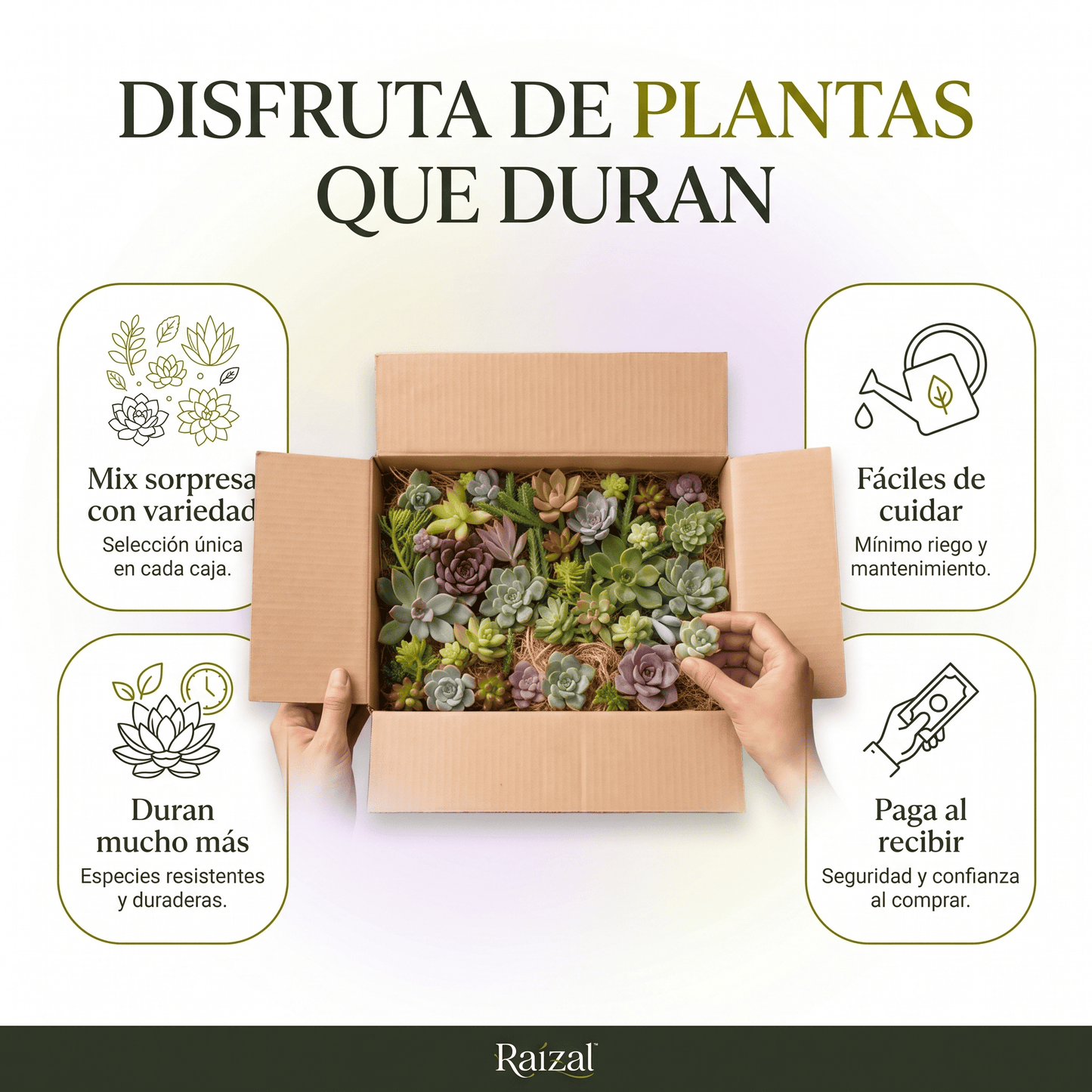 Raízal™ Mix de Esquejes de Suculentas Vivas