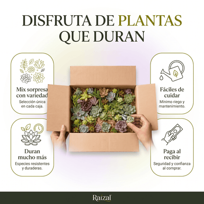 Raízal™ Mix de Esquejes de Suculentas Vivas