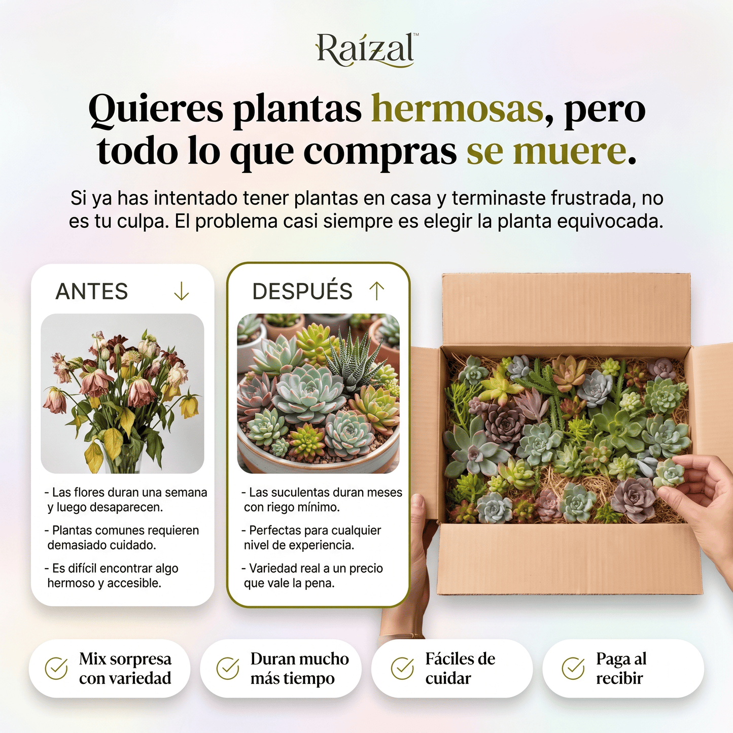 Raízal™ Mix de Esquejes de Suculentas Vivas