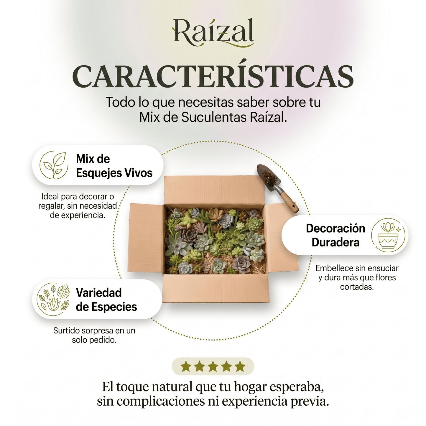 Raízal™ Mix de Esquejes de Suculentas Vivas