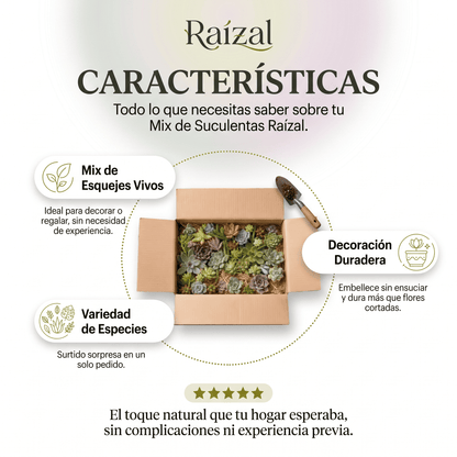 Raízal™ Mix de Esquejes de Suculentas Vivas