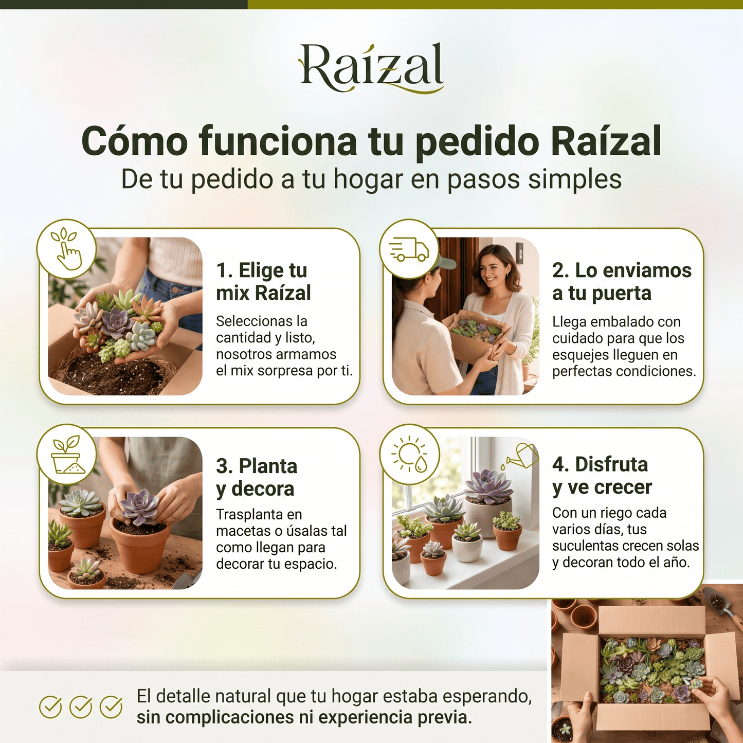 Raízal™ Mix de Esquejes de Suculentas Vivas