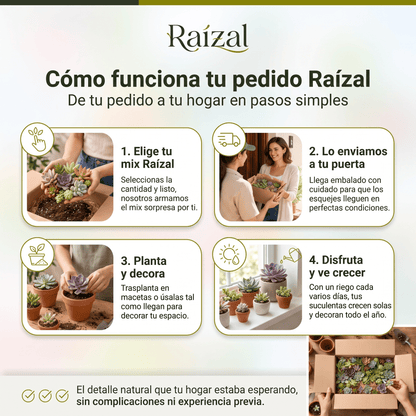 Raízal™ Mix de Esquejes de Suculentas Vivas